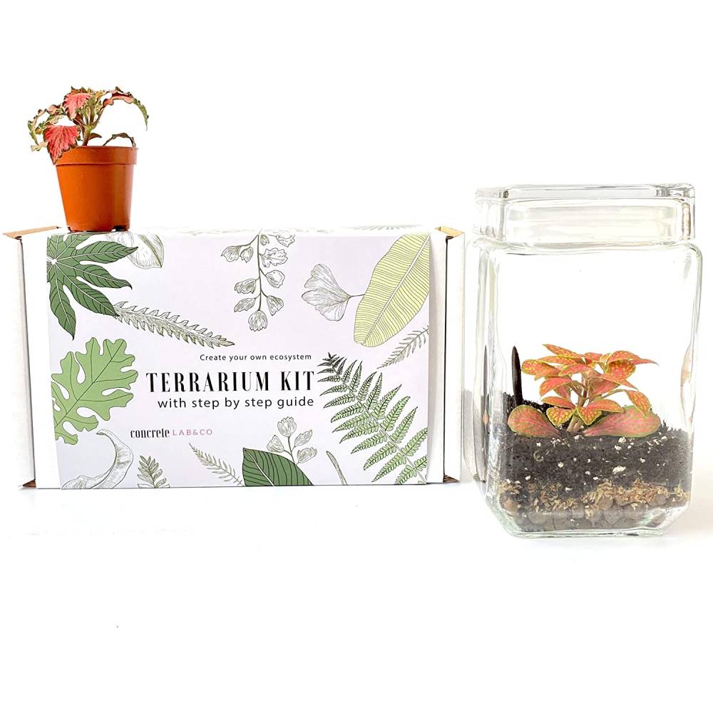 Concrete Lab Co Store Terrarium Kit with Glass Vessel