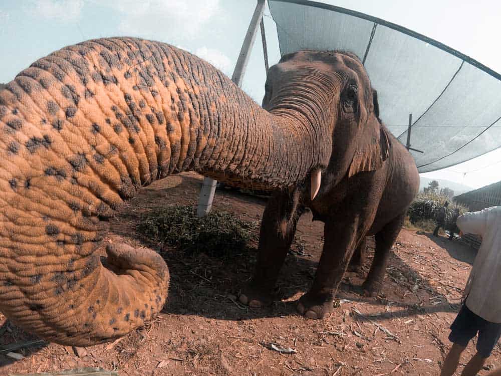 ElephantSelfie Thailand Couples Guide to