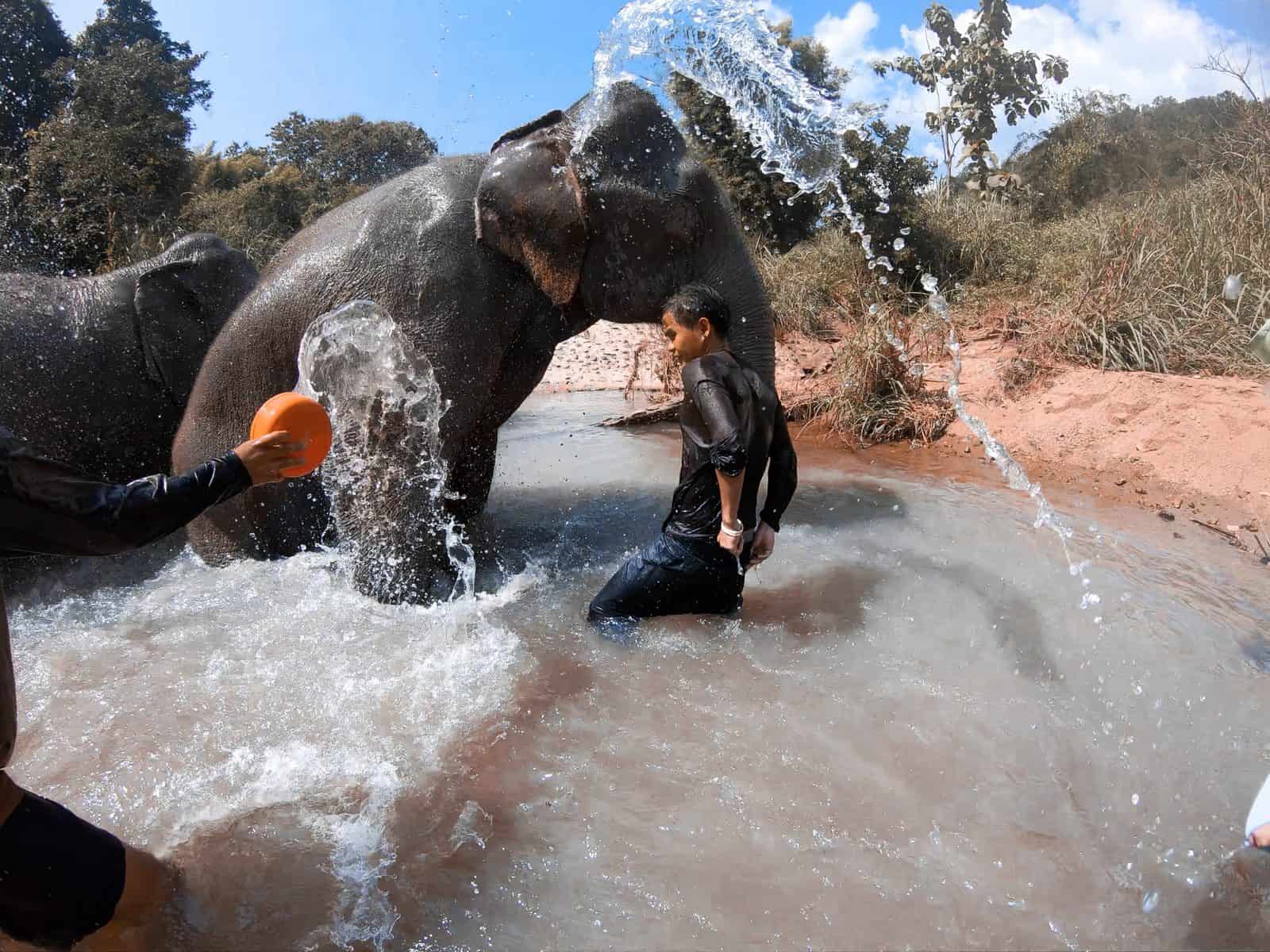 Finding the Right Elephant Sanctuary in Thailand, Chiang Mai