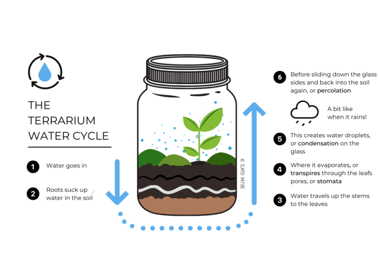 Terrarium Guide How To Make A Terrarium Couples Guide To