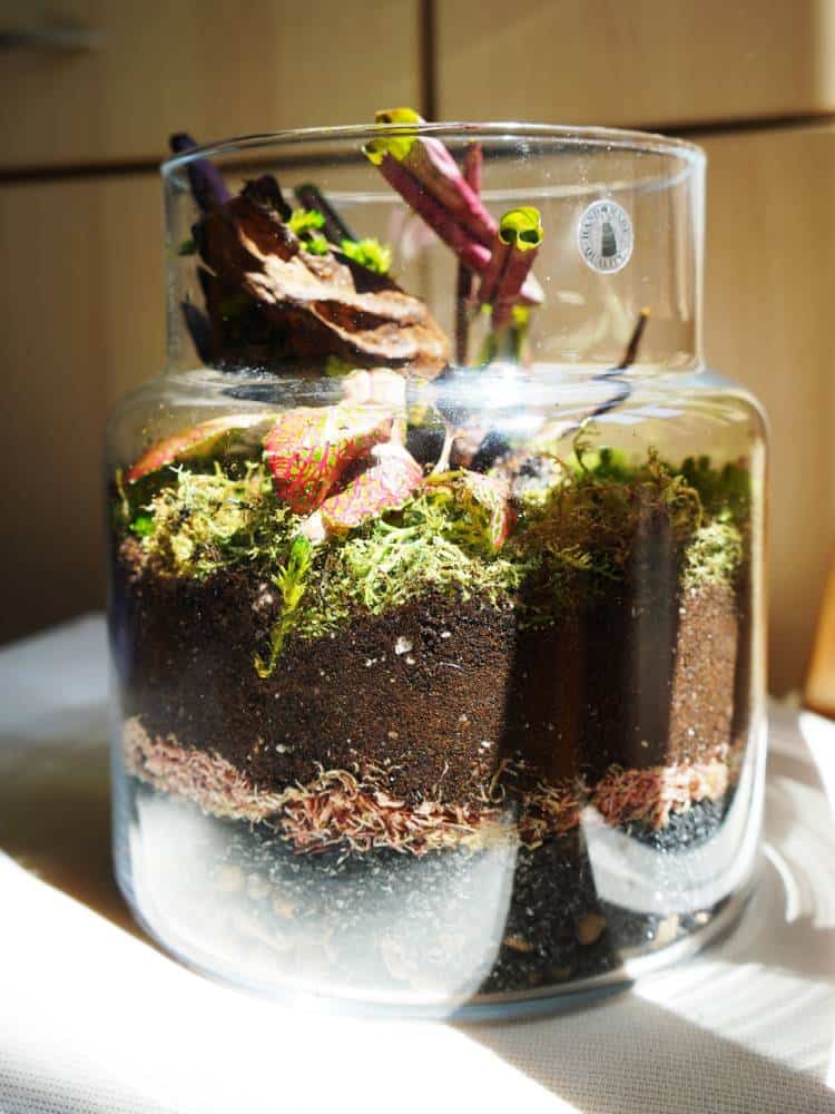 You need these layers in your terrarium – Planted Glass Terrariums