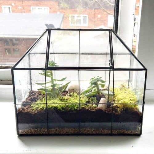 Terrarium Guide How To Make A Terrarium Couples Guide To