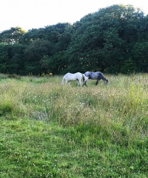 horses seren retreat gower peninsula wales (2) (1)
