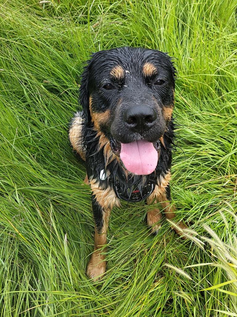 rodney after running in grass