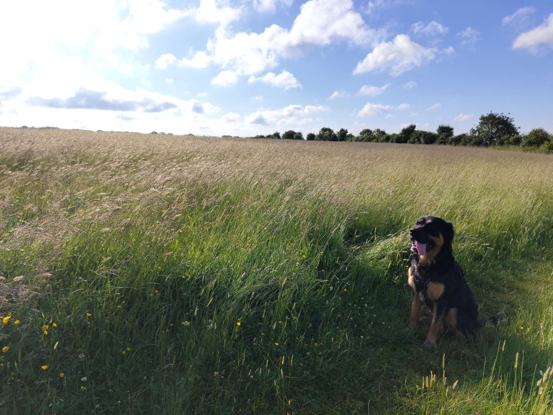 rodney dog walking Colchester head