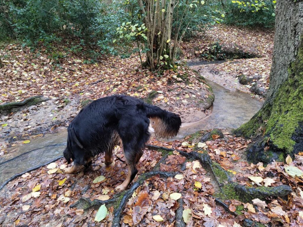 rodney exploring the rivers in highwoods park Colchester