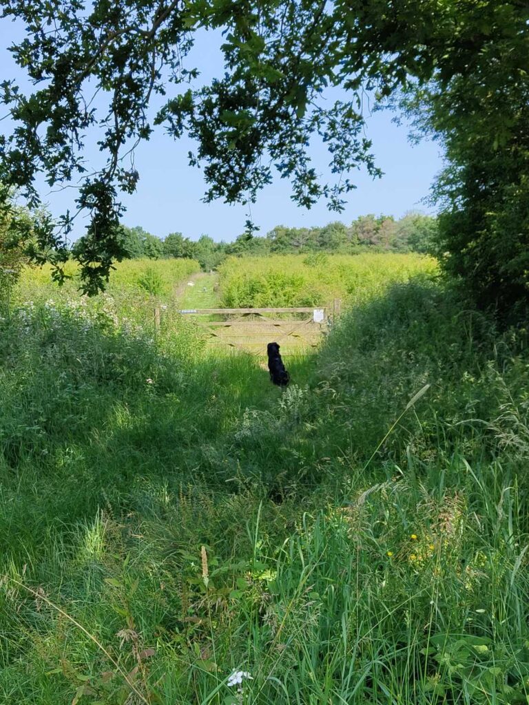 rodney keeping an eye on the goats